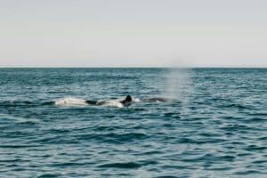 humpbacks seen in the water