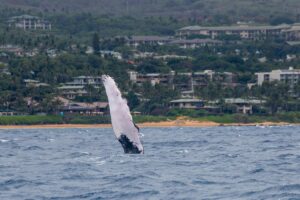 humpback whale flipper